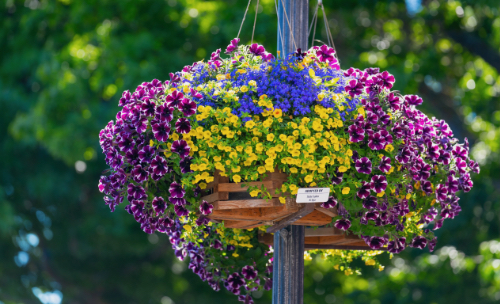 Flower basket hanging in Edmonds WA